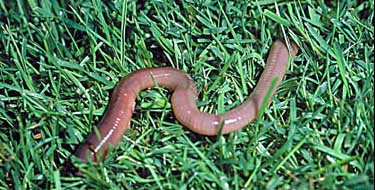 Worms: More Than Just Fish Bait - Nature's Perspective Landscaping