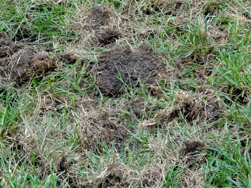 Controlling Damaging Lawn Insects with Nematodes