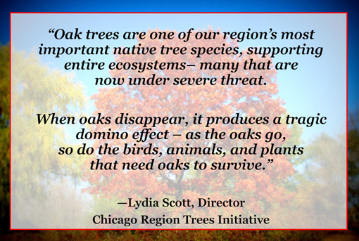 Oaktober: The Importance of Oak Trees - Nature's Perspective Landscaping