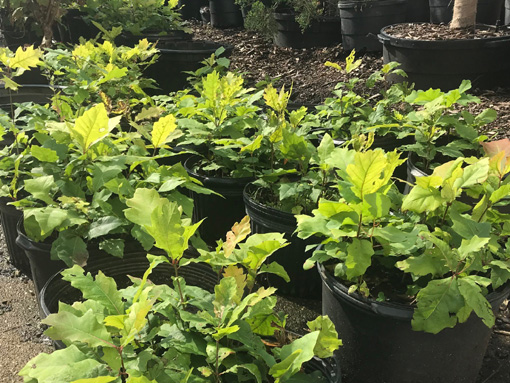 Oak trees are a keystone species, - The Morton Arboretum