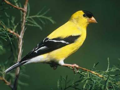 An American Goldfinch.