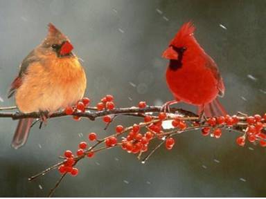 A female and male Cardinal.
