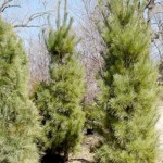 columnar-white-pine2