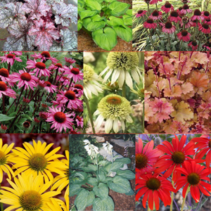 We're crazy about these exciting new perennials.
