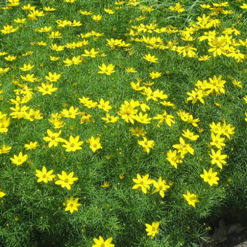 Late Summer-early Fall Bloomers - Nature's Perspective Landscaping