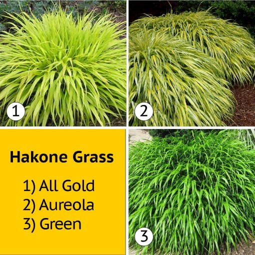 Hakone Grasses