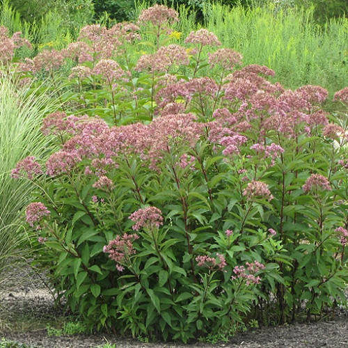 Late Summer-Early Fall Bloomers - Nature's Perspective Landscaping