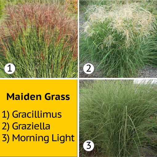 Maiden Grasses