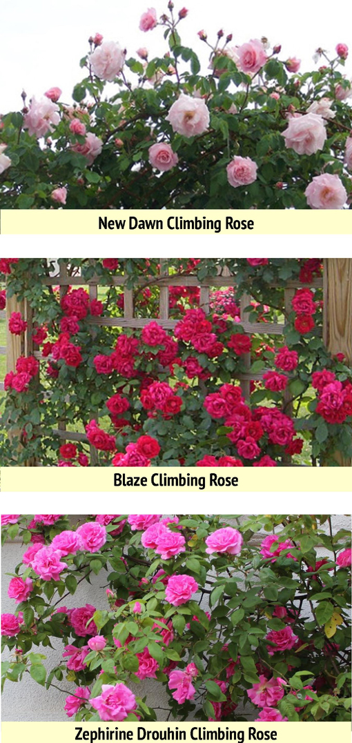 Climbing-roses-Chicago