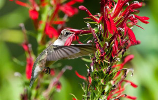 Cardinal-flower-hummingbird