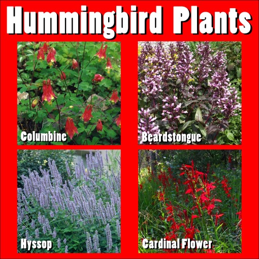 hummingbird-perennials-Chicago