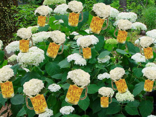 Imagine a Beer Hydrangea bearing frosty mugs of ice cold, frothy beer, ready for Dad to pluck off and enjoy on a hot summer afternoon.