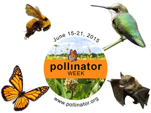 It's National Pollinator Week - Nature's Perspective Landscaping