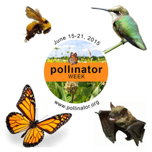It's National Pollinator Week Nature's Perspective Landscaping