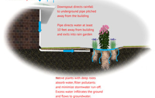 rain garden diagram