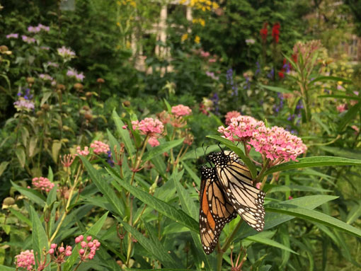 Two Monarch butterflies feed on Swamp Milkweed at the garden.