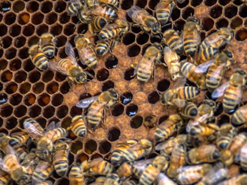 Bees, honey and brood on a nuc frame. Photo credit: Ian Shepstone.