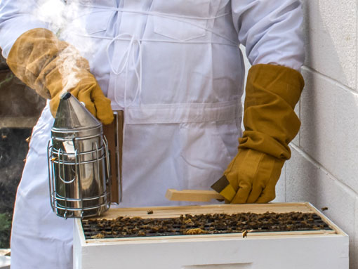 Beehive essentials include a smoker to calm bees, a reducer to protect the hive and a hive tool for handling nuc frames. Bees, honey and brood on a nuc frame. Photo credit: Ian Shepstone.