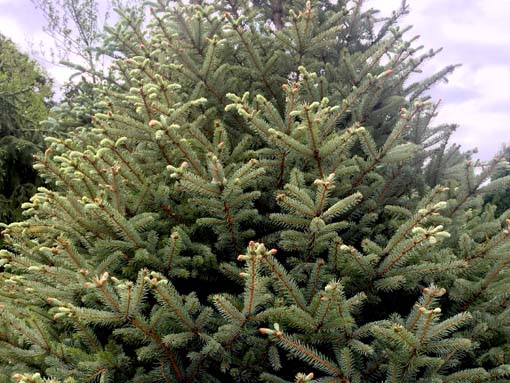 Beautiful, thick branches of Fat Albert Spruce provide plenty of cover for small birds.