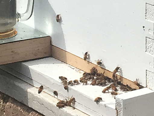 The entrance reducer (a long piece of wood with small cutout opening) protects the beehive from Yellowjacket attack.