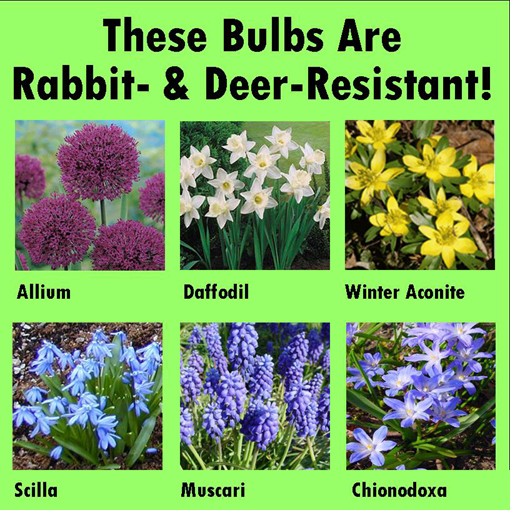 rabbit-deer-restant-bulbs