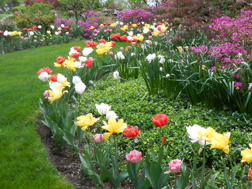 Tulips are available in a wide variety of colors.