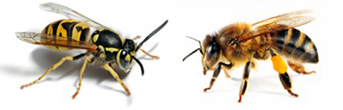 Left: Yellowjacket. Right: Honey Bee. Source: University of Nevada Extension.