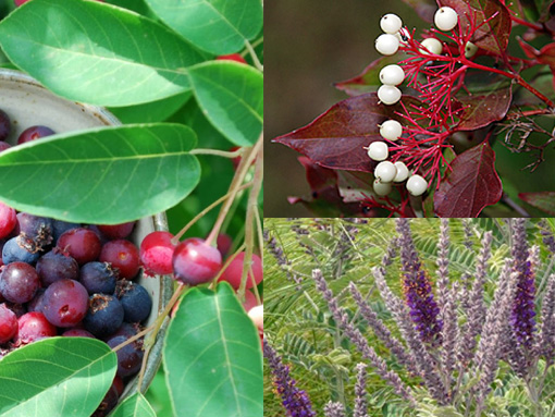 Clockwise from top right: Gray Dogwood berries; Lead Plant flowers; Serviceberry fruit.