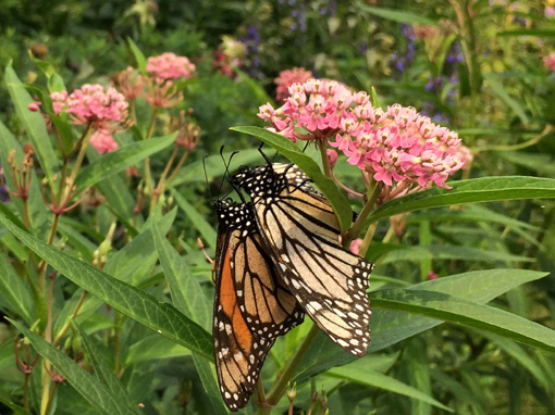  Swamp Milkweed, a 3-4 ft. tall perennial with pretty pink flowers, is the preferred host plant of the endangered and beautiful Monarch Butterfly.
