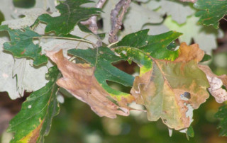 Bur-Oak-Blight-leaves