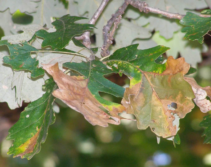 Bur-Oak-Blight-leaves
