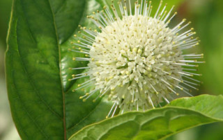 Fiber Optics Buttonbush