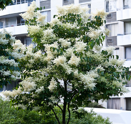 Ivory Silk Japanese tree lilac ( Syringa reticulata 'Ivory Silk')