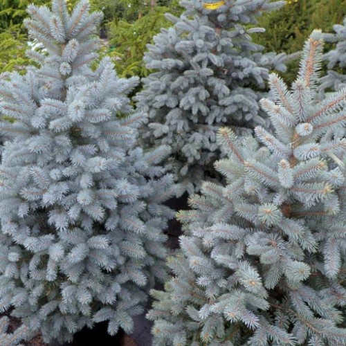 Plants with Winter Interest - Nature's Perspective Landscaping