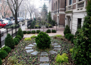 a formal front yard planting with evergreens