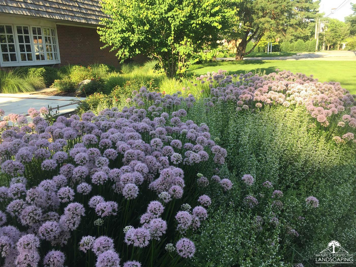 IRMCO allium, calamint and sesleria-Nature's Perspective Landscaping
