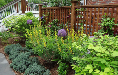 stained cedar A/C lattice screen, yellow false indigo and purple alliums - Nature's Perspective Landscaping