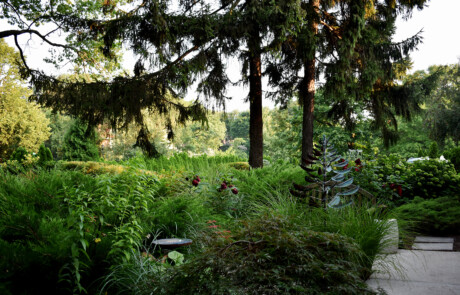 Shade garden in the front yard with large evergreen trees