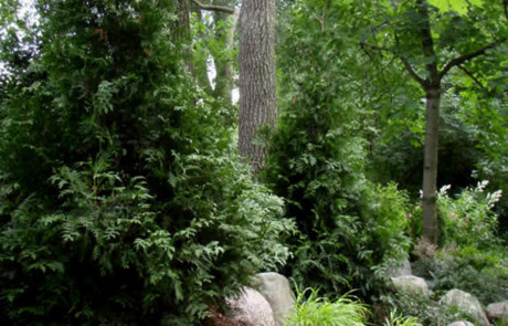 Natural shade garden with boulders