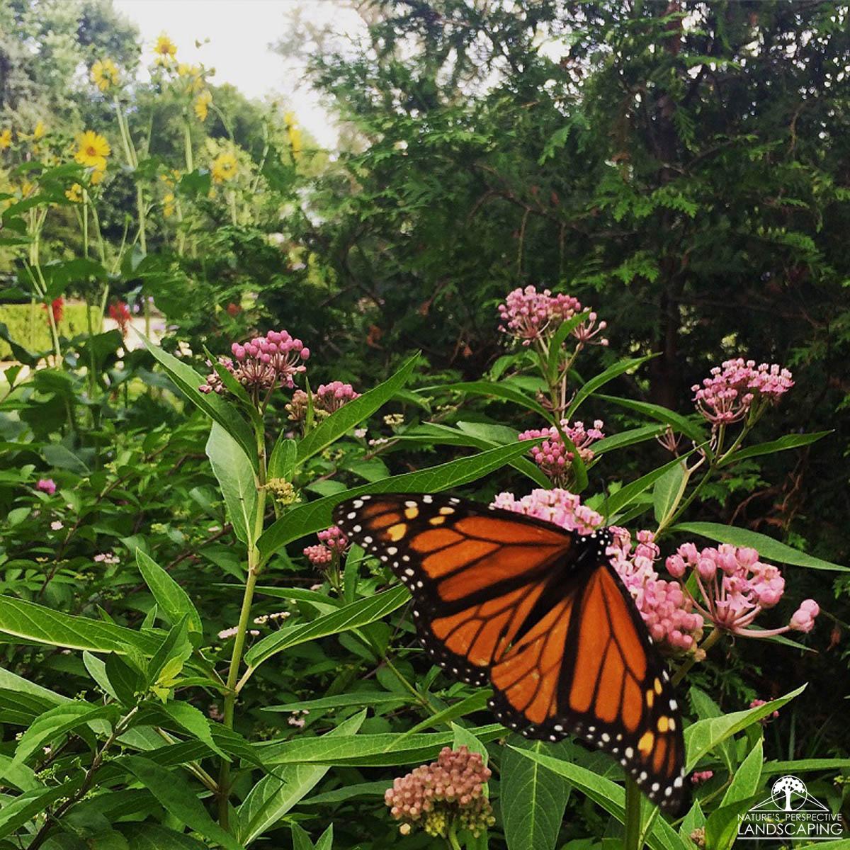 Monarch butterfly on Swamp Milkweed, Three Crowns Park - Nature's Perspective Landscaping