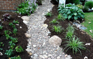 dry stream bed with young plants