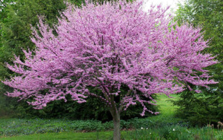 mature Redbud in bloom