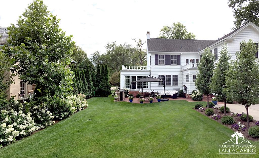 expansive backyard with lush lawn, hydrangeas and boxwood