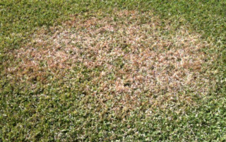 brown patch damage on lawn