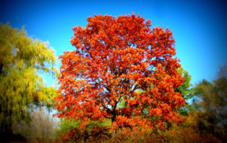 mature oak with red fall color