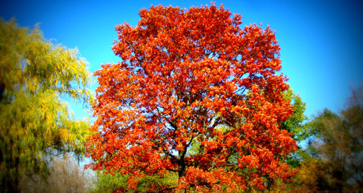 mature oak with red fall color