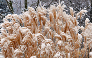 ornamental grasses in winter