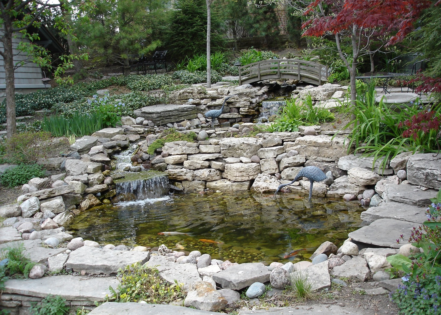 Japanese garden with bridge, waterfalls and koi pond