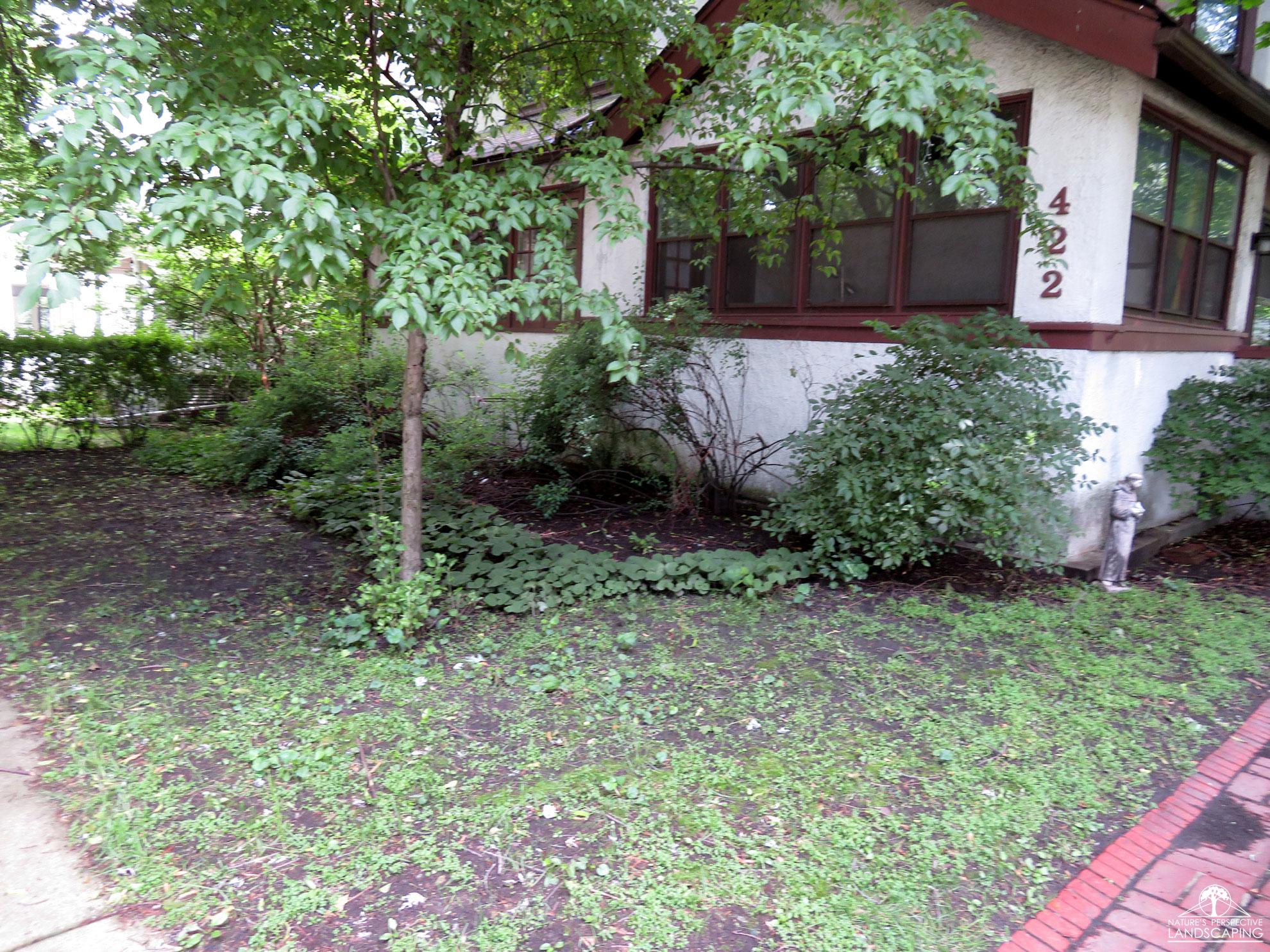 before photo of weedy front yard with unsightly plants