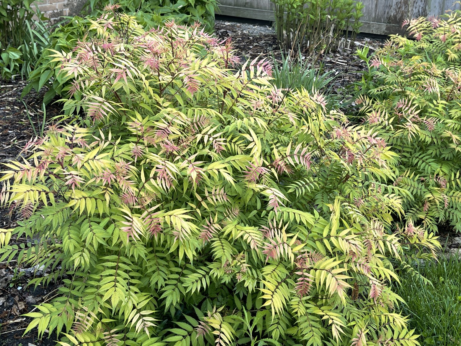 Trees & Shrubs: Seven Spring Standouts - Nature's Perspective Landscaping